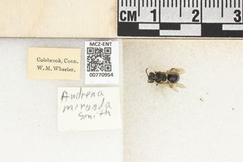 Media type: image;   Entomology 770954 Aspect: Labels